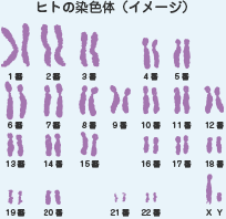 ヒトの染色体（イメージ）